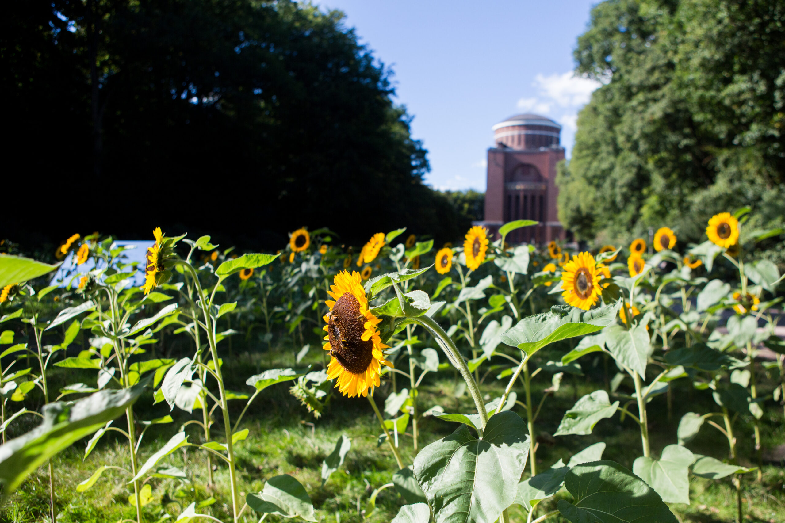 Eröffnung: Sunflower Fields