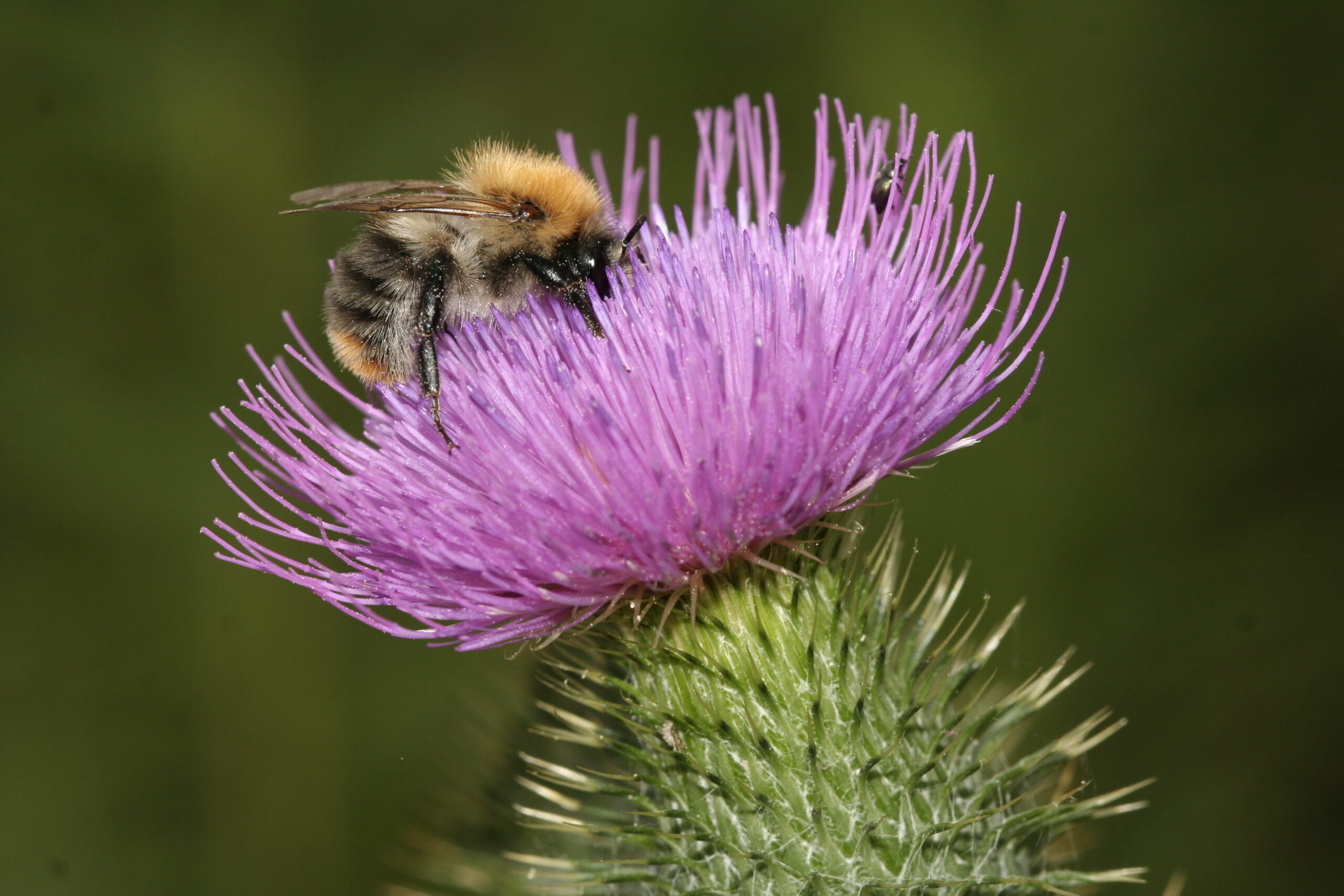 Biodiversitätspark auf dem Bornkampfriedhof