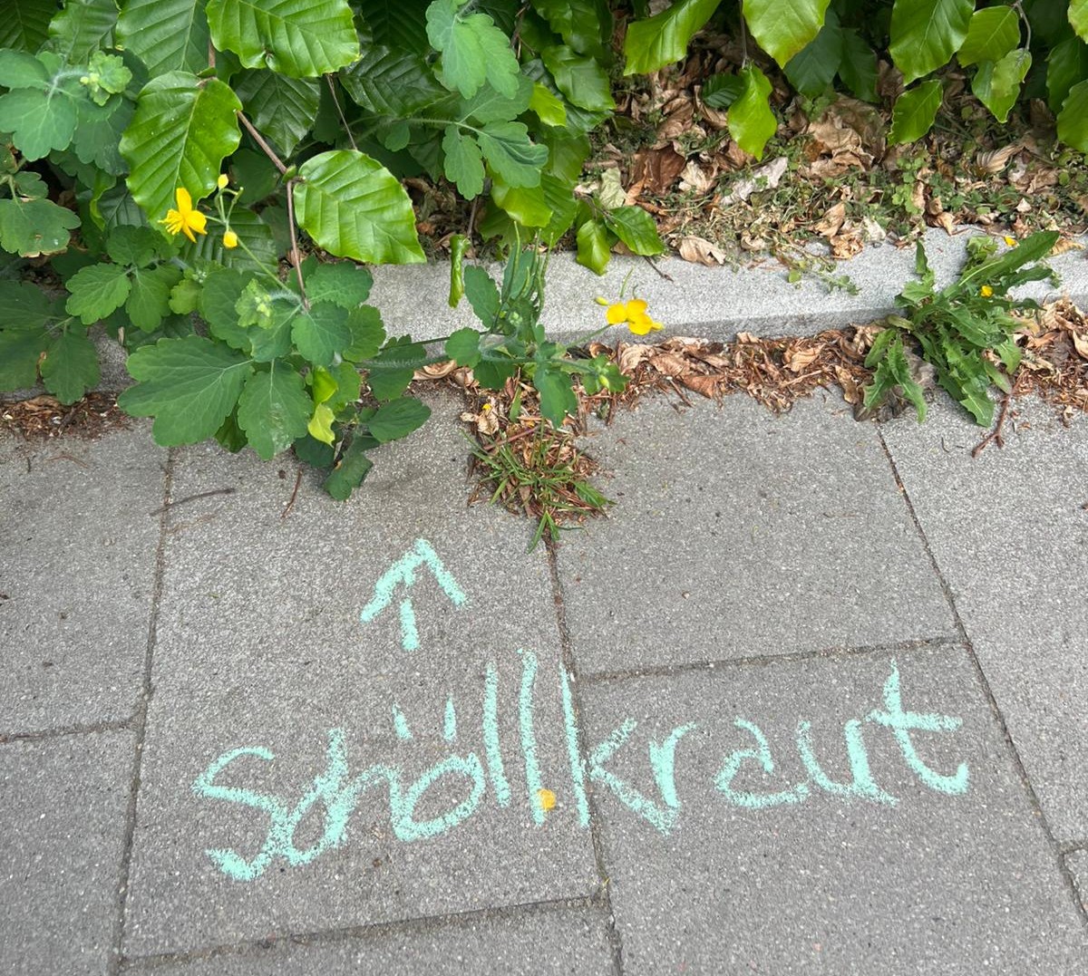 Hamburger Wandergarten: Krautschau rund um den Rothenburgsorter Marktplatz