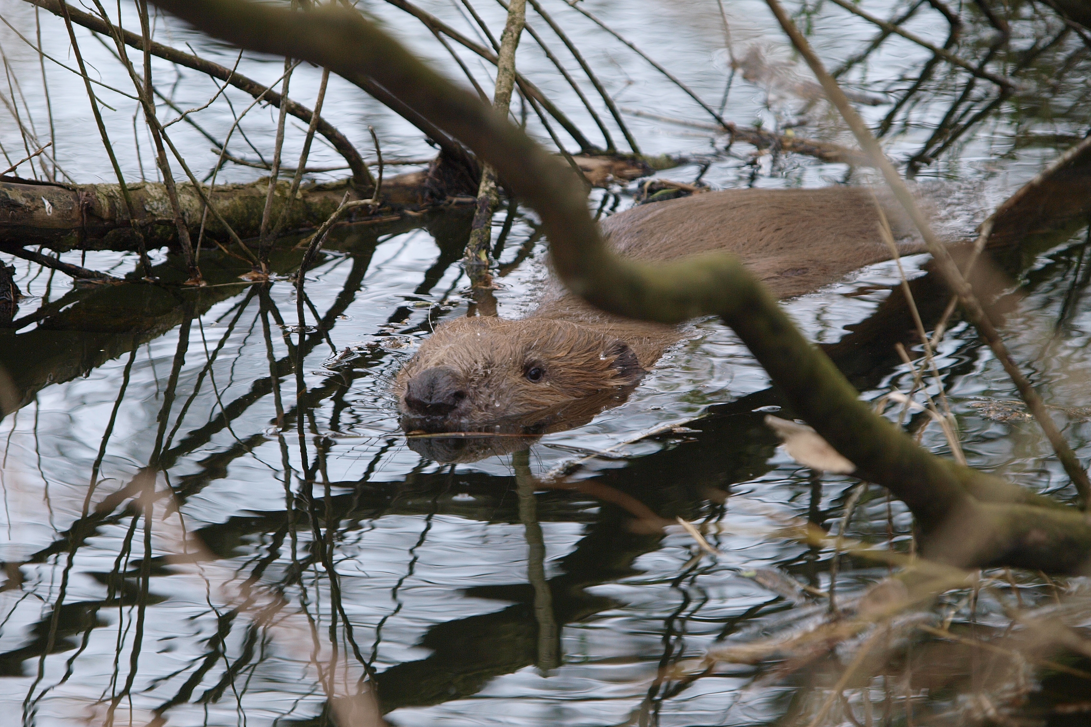 Naturschutz-Akademie Hamburg: Schnupperkurs Säugetiere