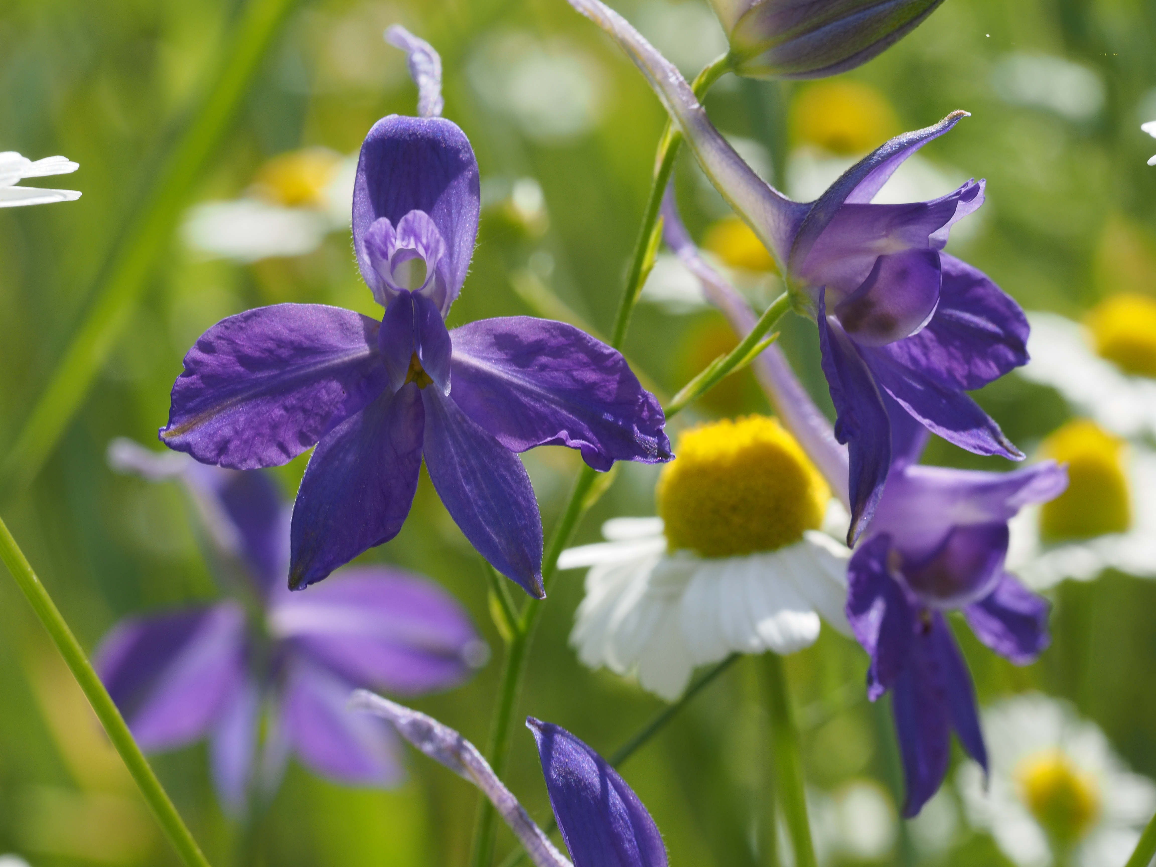 Die Blume des Jahres 2026 im Wilhelmsburger Inselpark