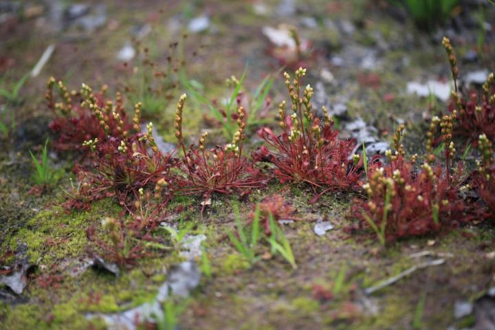 12 Monate – 12 Moore: Das Raakmoor