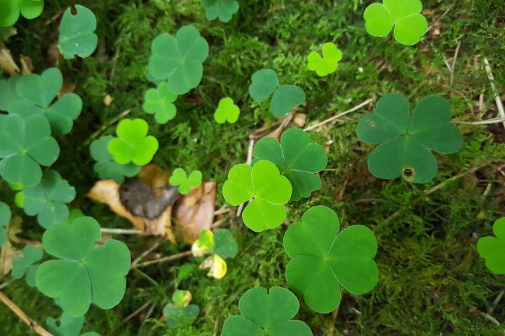 Waldbaden – In der Ruhe liegt die Kraft