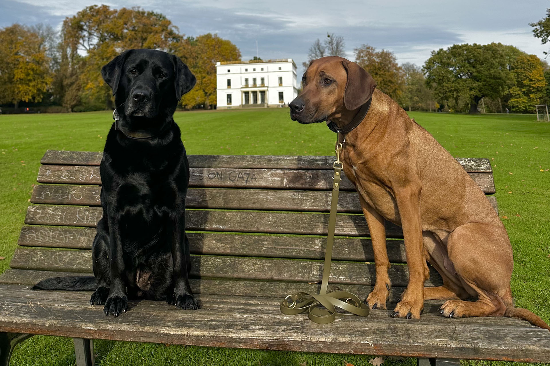 Barkomania. Ein Spaziergang mit Hund im Jenischpark