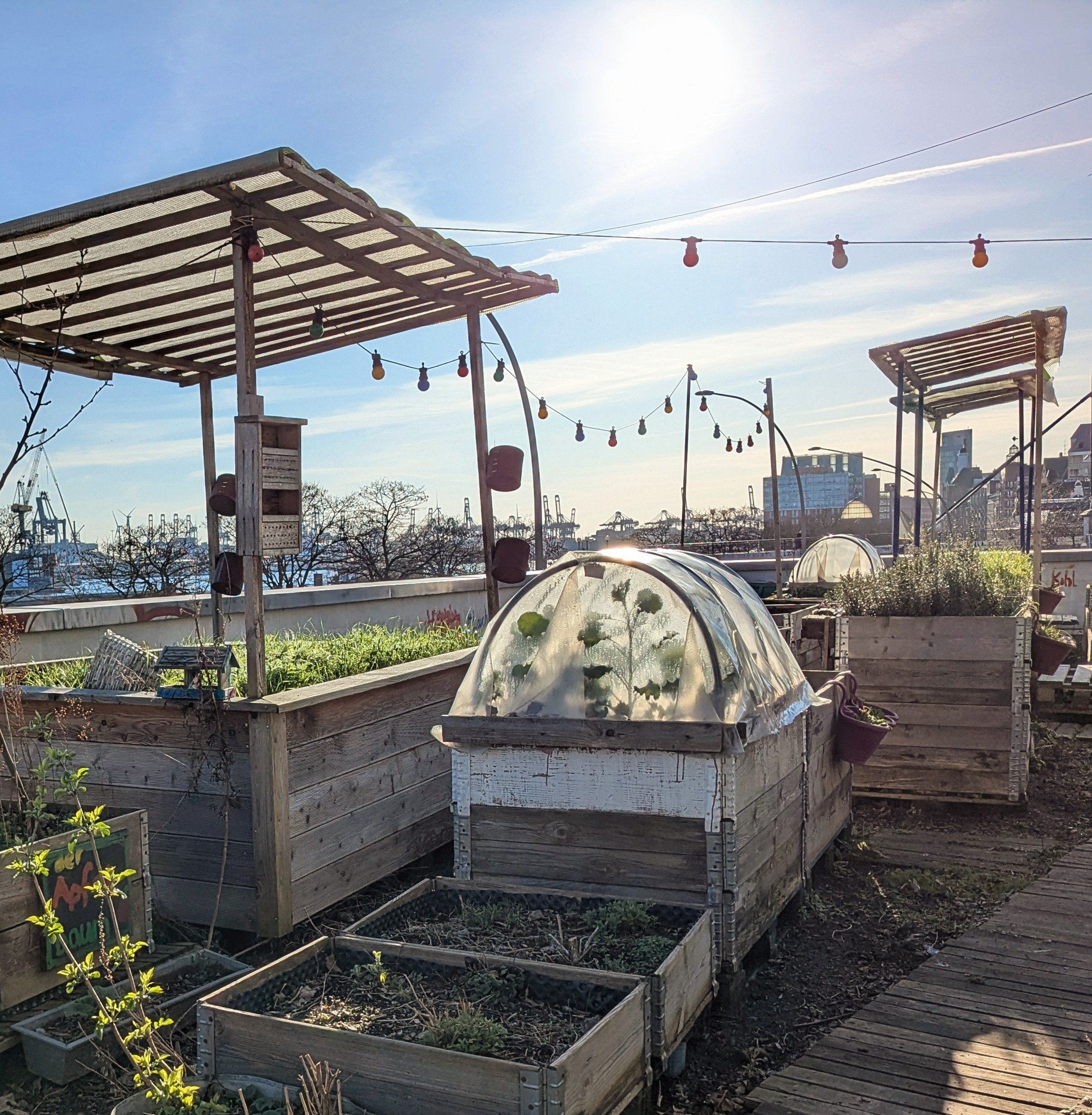 STADTGEMÜSE: Offenes Gärtnern im Gemeinschaftsgarten Green Pauli